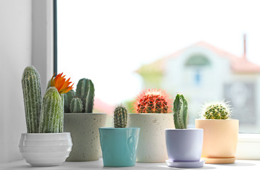 Beautiful different cacti in pots on windowsill