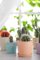 Beautiful different cacti in pots on windowsill