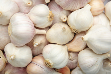 Many fresh raw garlic bulbs as background