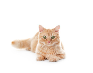 Cute red cat on white background