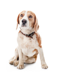 Cute Beagle dog on white background