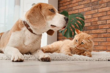 Adorable cat and dog lying on rug at home. Animal friendship