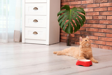 Cute cat lying near bowl on floor at home