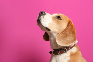 Cute Beagle dog on color background © New Africa