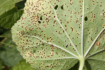 Pathogenic fungus Puccinia malvacearum or hollyhock rust on leaf of Alcea rosea