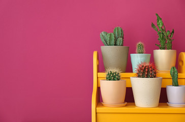 Beautiful cacti in flowerpots on stand near color wall