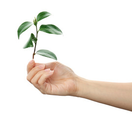 Woman holding branch of tea plant on white background