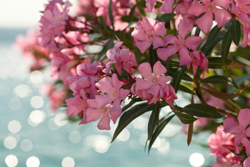 Pink oleander flowers against blue sea background