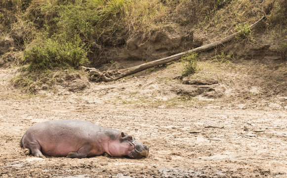 Little hippo rosy resting on the bank of a river