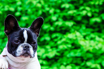 Little cute french bulldog captured in park