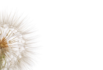 Beautiful dandelion seed head on white background