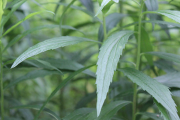 Soft Leaves