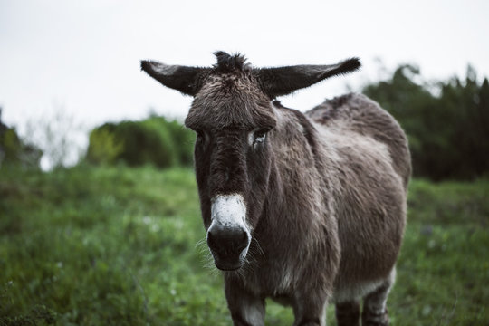 Detail of Lovely Donkey in Field