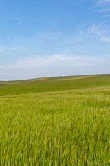 A green wheat field in the South Downs in Sussex, with a blue sky overhead