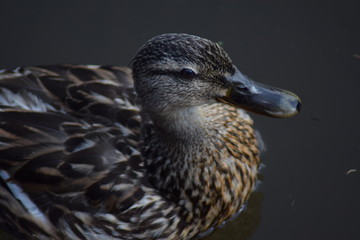 Mallard Female