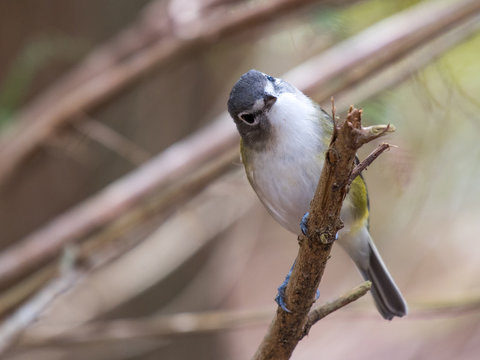 Blue Headed Vireo