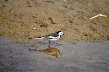 A beautiful bird in wetlands