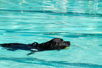 Black Labrador swimming