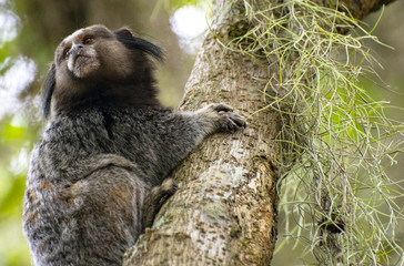 The pose of the little monkey.