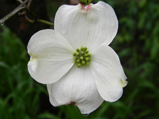 Dogwood