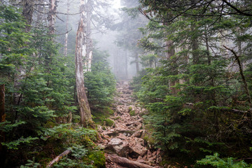 A trail deep in the mountains of New Hampshire