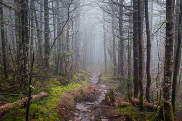 Fototapeta premium Hiking through foggy woods in New Hampshire.