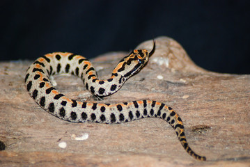Naklejka premium Pigmy rattlesnake laying on a log