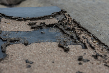 soft focus of Termites are milling wood