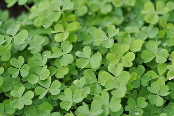 雨上がりのクローバーの葉