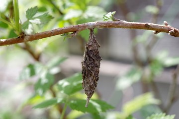 枝にぶら下がるミノムシ