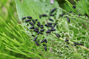 葉っぱに群がる大量の虫