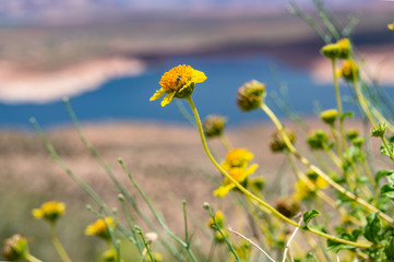 レイクパウエル周辺に咲く黄色の花