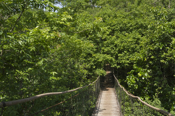 Obraz premium Bridge in the forest.