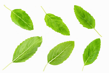 Basil leaves isolated on white background.