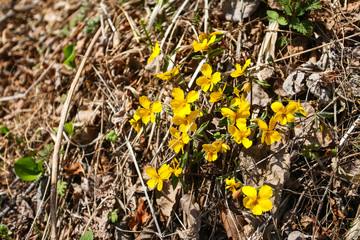 first flowers of spring snowdrops in the forest break through from last year's dry grass