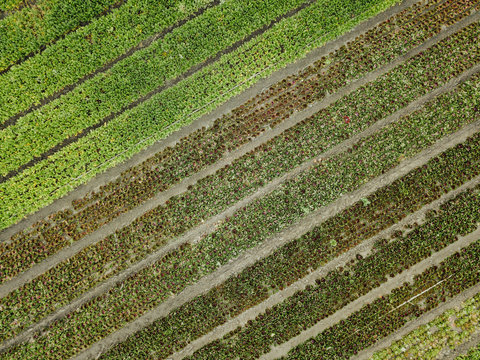 Diagonal rows of lettuce growing