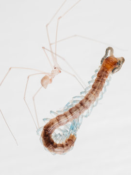 A spider is feeding a centipede
