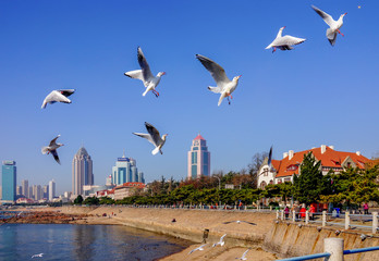 Seagulls , Beach
