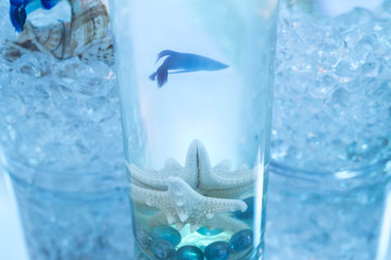 Beta Fish