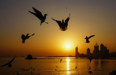 Seagulls Sunset