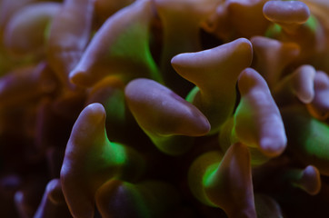 Close up of purple tip green LPS Hammer Coral (Euphyllia ancora)