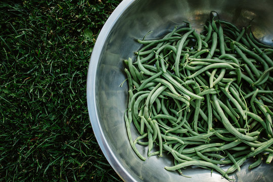 Fresh picked green beans.