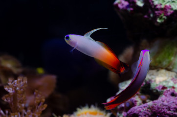 Firefish goby (Nemateleotris magnifica) or fire dartfish.