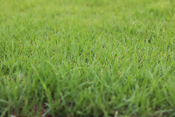 Green lawn