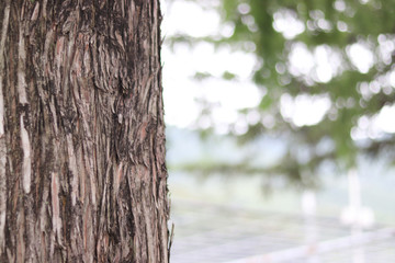 Fototapeta premium Wood and shining sunlight.