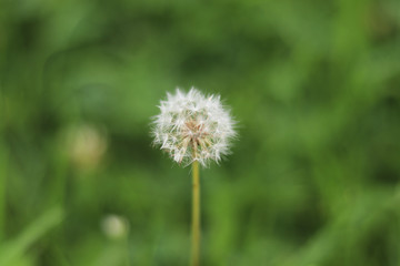 The dandelions are swaying in the soft breeze.