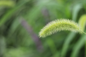 Setaria at park.