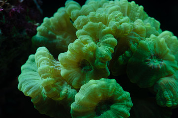 Close up photo of green metallic Trumpet coral (candy or Caulastrea Curvata LPS coral)