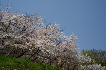Sakura sakura-6