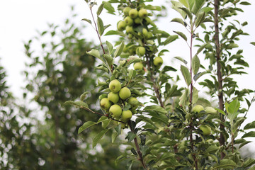 Apple tree at orchard.